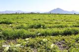 رصد مستمر سطح زیركشت ۵ محصول استراتژیك با تصاویر ماهواره ای
