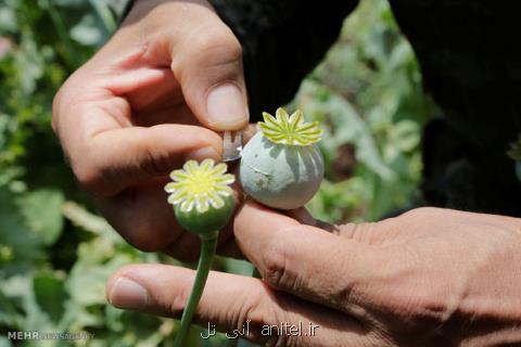 كشف ۷۰ هكتار زمین خشخاش با تصاویر ماهواره ای